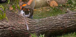 Trusted Shawsville, VA Tree Removal Experts